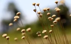 Selo do capim dourado volta à pauta com eleição decisiva no Jalapão